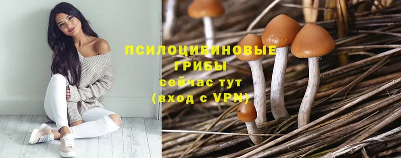 Галлюциногенные грибы Magic Shrooms  Гай 