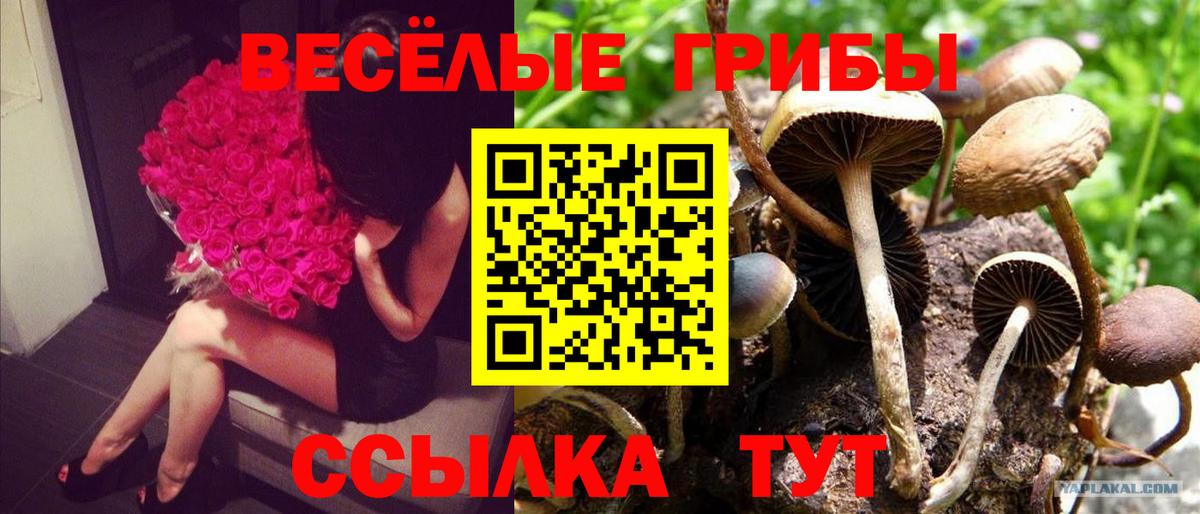 Гай  купить закладку  Вход с VPN  Галлюциногенные грибы GOLDEN TEACHER 